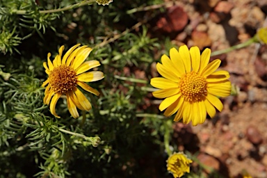 APII jpeg image of Thymophylla tenuiloba  © contact APII