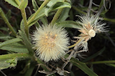 APII jpeg image of Vittadinia arida  © contact APII