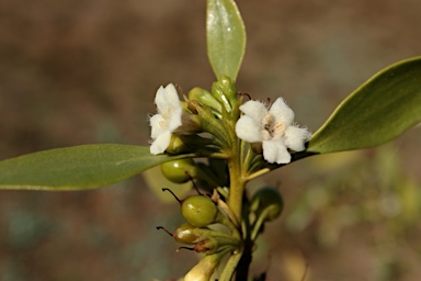 APII jpeg image of Myoporum montanum  © contact APII