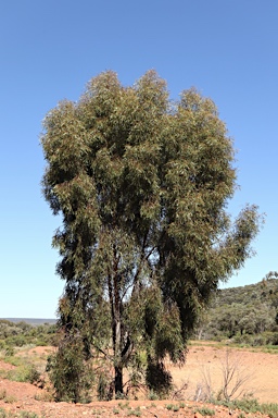 APII jpeg image of Eucalyptus thozetiana  © contact APII