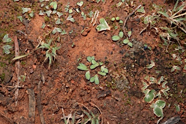 APII jpeg image of Riccia inflexa  © contact APII