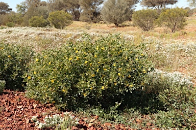 APII jpeg image of Senna artemisioides subsp. oligophylla  © contact APII
