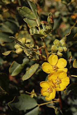 APII jpeg image of Senna artemisioides subsp. oligophylla  © contact APII