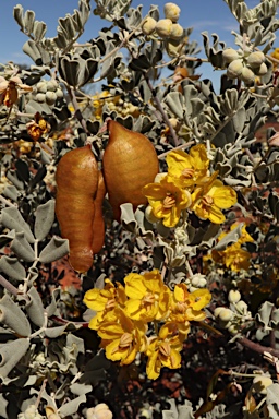 APII jpeg image of Senna artemisioides subsp. helmsii  © contact APII