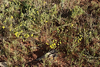 APII jpeg image of Gnephosis arachnoidea  © contact APII