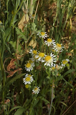 APII jpeg image of Calotis plumulifera  © contact APII