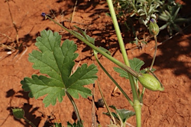 APII jpeg image of Erodium carolinianum  © contact APII