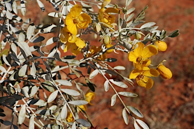 APII jpeg image of Senna glutinosa subsp. pruinosa  © contact APII