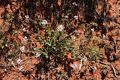 APII jpeg image of Harmsiodoxa blennodioides  © contact APII