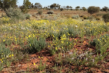 APII jpeg image of Senecio gregorii  © contact APII