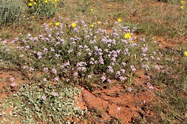 APII jpeg image of Senecio gregorii  © contact APII