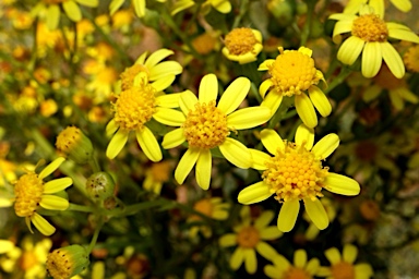 APII jpeg image of Senecio depressicola  © contact APII