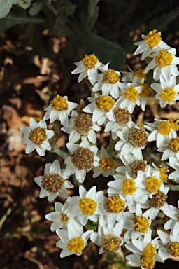APII jpeg image of Rhodanthe corymbiflora  © contact APII