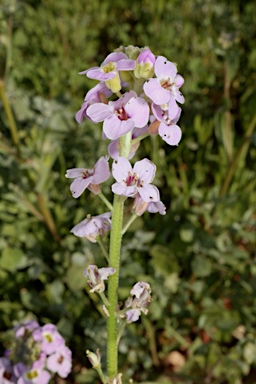 APII jpeg image of Harmsiodoxa puberula  © contact APII