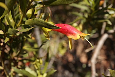 APII jpeg image of Eremophila duttonii  © contact APII