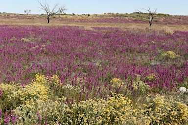 APII jpeg image of Swainsona affinis  © contact APII