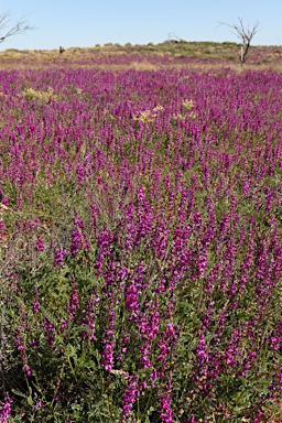 APII jpeg image of Swainsona affinis  © contact APII