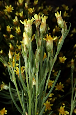 APII jpeg image of Schoenia ramosissima  © contact APII