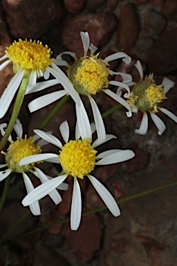 APII jpeg image of Brachyscome eriogona  © contact APII