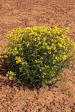 APII jpeg image of Senecio depressicola  © contact APII