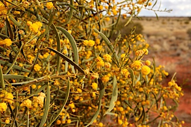APII jpeg image of Acacia ligulata  © contact APII