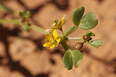 APII jpeg image of Roepera iodocarpa  © contact APII