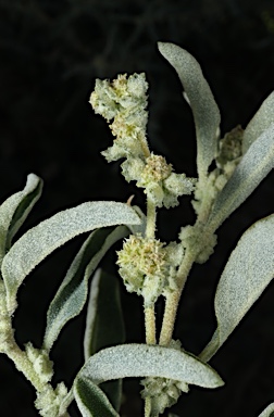 APII jpeg image of Atriplex elachophylla  © contact APII