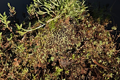 APII jpeg image of Riccia  © contact APII