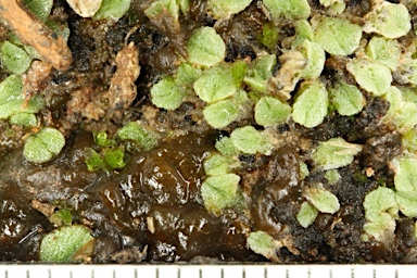 APII jpeg image of Riccia  © contact APII