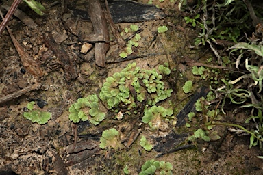 APII jpeg image of Riccia crystallina  © contact APII