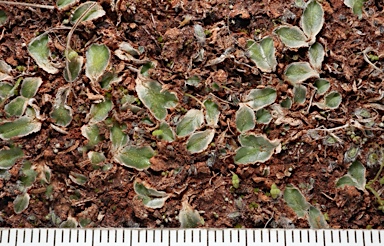 APII jpeg image of Riccia cartilaginosa  © contact APII