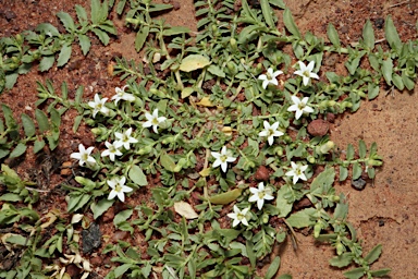 APII jpeg image of Lobelia darlingensis  © contact APII