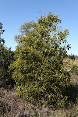 APII jpeg image of Alstonia constricta  © contact APII