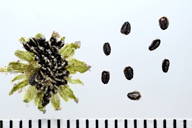 APII jpeg image of Brachyscome pedleyi  © contact APII