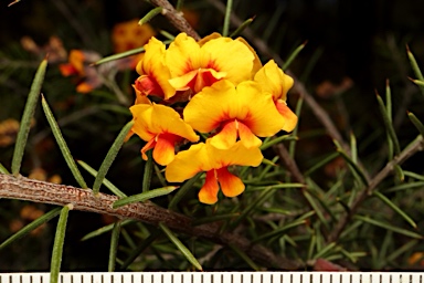 APII jpeg image of Dillwynia sieberi  © contact APII