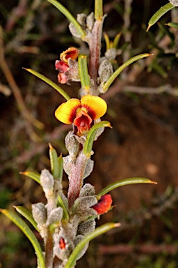 APII jpeg image of Mirbelia pungens  © contact APII