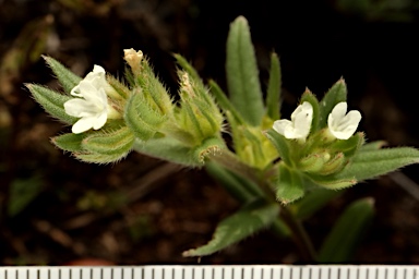 APII jpeg image of Buglossoides arvensis  © contact APII