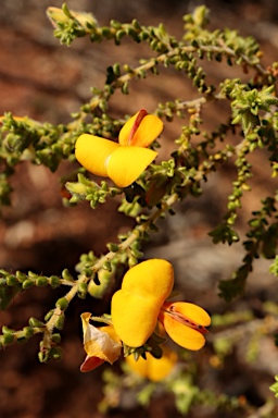 APII jpeg image of Pultenaea foliolosa  © contact APII