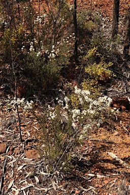 APII jpeg image of Gaudium parvifolium  © contact APII