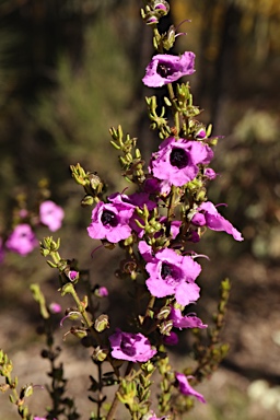 APII jpeg image of Prostanthera howelliae  © contact APII
