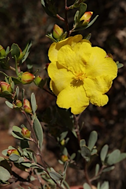 APII jpeg image of Hibbertia obtusifolia  © contact APII