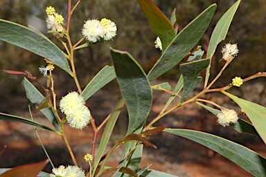 APII jpeg image of Acacia penninervis var. penninervis  © contact APII
