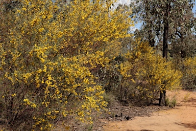 APII jpeg image of Acacia caroleae  © contact APII