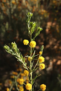 APII jpeg image of Acacia mariae  © contact APII