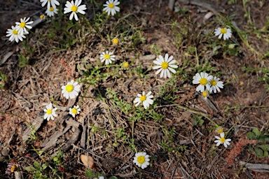 APII jpeg image of Brachyscome nodosa  © contact APII