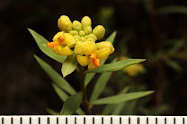 APII jpeg image of Pimelea neo-anglica  © contact APII