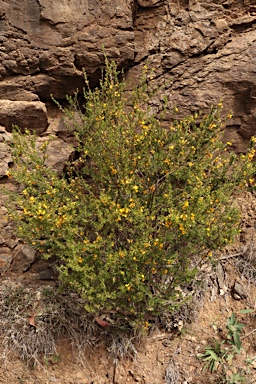 APII jpeg image of Pultenaea cuneata  © contact APII