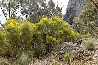 APII jpeg image of Acacia neriifolia  © contact APII