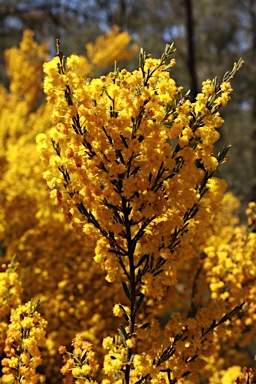APII jpeg image of Acacia lineata  © contact APII