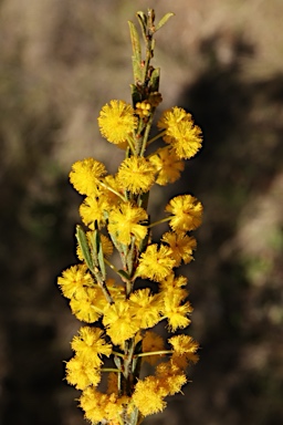 APII jpeg image of Acacia lineata  © contact APII